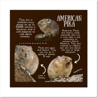 Animal Facts - Pika Posters and Art